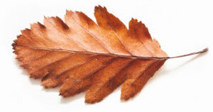 copperleaf2
