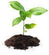 Close-Up Of Plant Against White Background